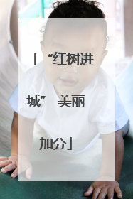 “红树进城” 美丽加分