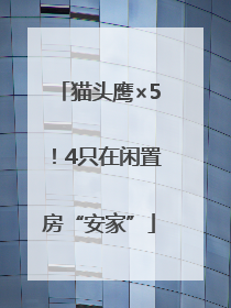 猫头鹰×5！4只在闲置房“安家”