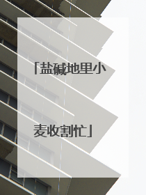 盐碱地里小麦收割忙