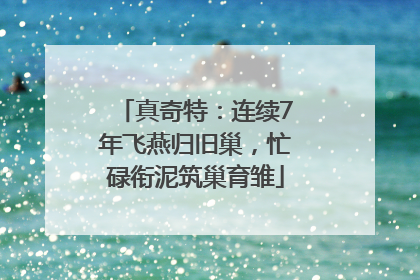 真奇特：连续7年飞燕归旧巢，忙碌衔泥筑巢育雏