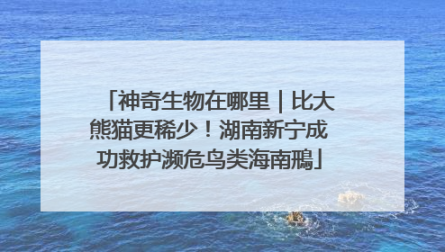神奇生物在哪里｜比大熊猫更稀少！湖南新宁成功救护濒危鸟类海南鳽