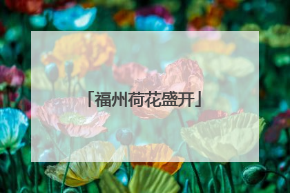 福州荷花盛开