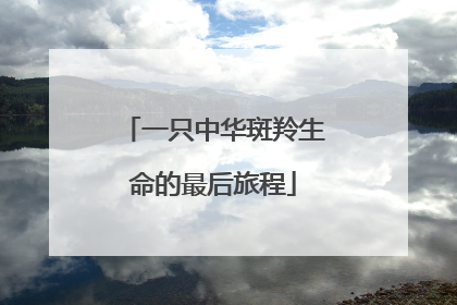 一只中华斑羚生命的最后旅程