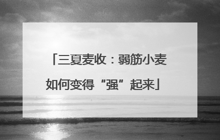 三夏麦收：弱筋小麦如何变得“强”起来