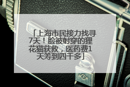上海市民接力找寻7天！脸被射穿的狸花猫获救，医药费1天筹到四千多