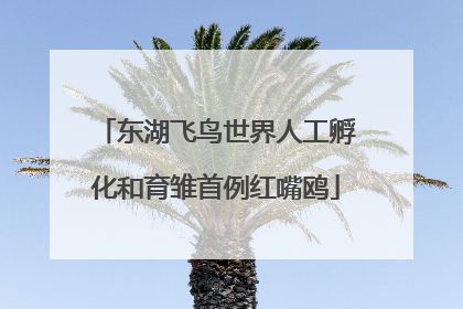 东湖飞鸟世界人工孵化和育雏首例红嘴鸥