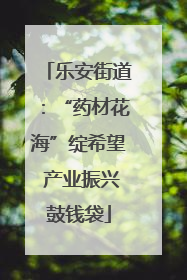 乐安街道：“药材花海”绽希望 产业振兴鼓钱袋