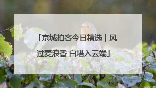 京城拍客今日精选｜风过麦浪香 白塔入云端