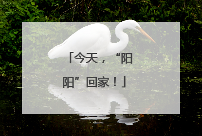 今天，“阳阳”回家！