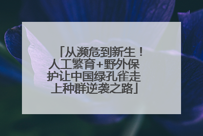 从濒危到新生！人工繁育+野外保护让中国绿孔雀走上种群逆袭之路