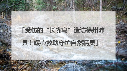 受伤的“长嘴鸟”造访徐州沛县！暖心救助守护自然精灵