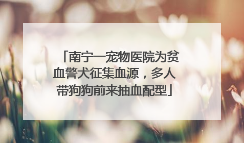 南宁一宠物医院为贫血警犬征集血源，多人带狗狗前来抽血配型