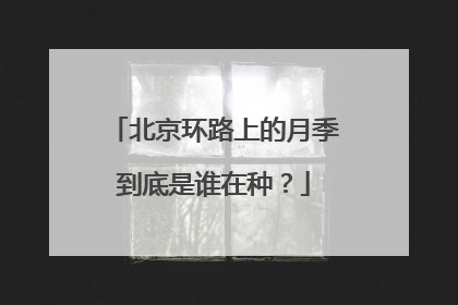 北京环路上的月季到底是谁在种？