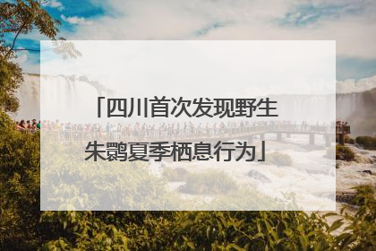 四川首次发现野生朱鹮夏季栖息行为