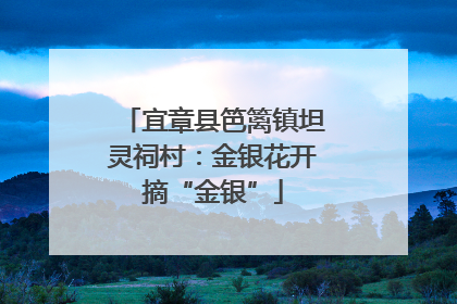 宜章县笆篱镇坦灵祠村：金银花开摘“金银”