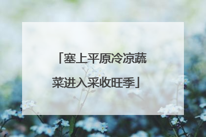塞上平原冷凉蔬菜进入采收旺季