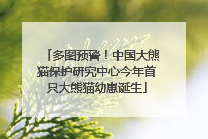 多图预警！中国大熊猫保护研究中心今年首只大熊猫幼崽诞生