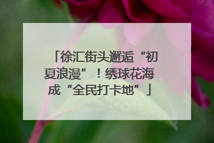 徐汇街头邂逅“初夏浪漫”！绣球花海成“全民打卡地”