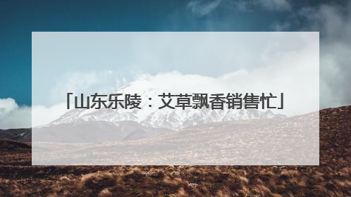 山东乐陵：艾草飘香销售忙