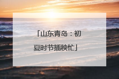 山东青岛：初夏时节插秧忙