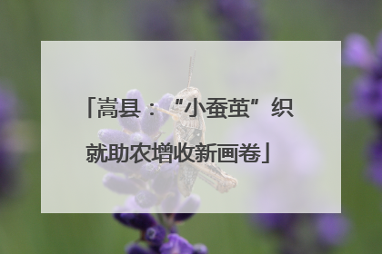 嵩县：“小蚕茧”织就助农增收新画卷