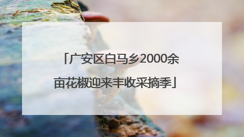 广安区白马乡2000余亩花椒迎来丰收采摘季