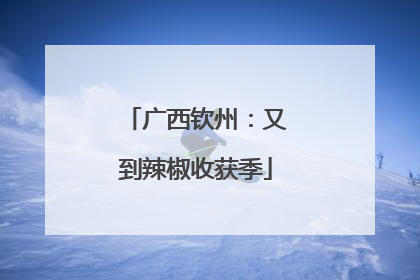 广西钦州：又到辣椒收获季