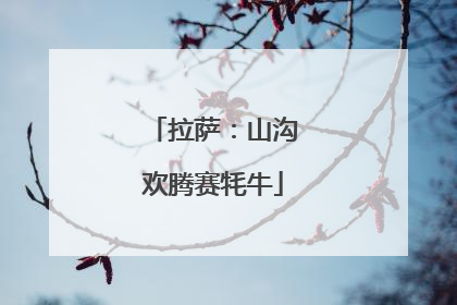 拉萨：山沟欢腾赛牦牛