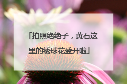 拍照绝绝子，黄石这里的绣球花盛开啦