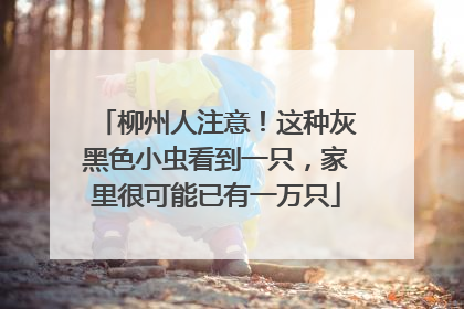 柳州人注意！这种灰黑色小虫看到一只，家里很可能已有一万只