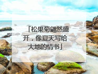松果菊翩然盛开，像夏天写给大地的情书