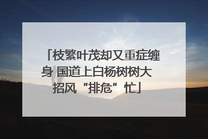 枝繁叶茂却又重症缠身 国道上白杨树树大招风“排危”忙