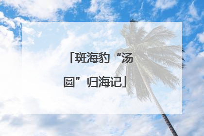 斑海豹“汤圆”归海记