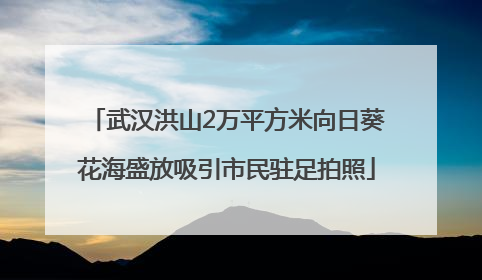 武汉洪山2万平方米向日葵花海盛放吸引市民驻足拍照