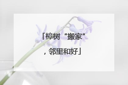 樟树“搬家”，邻里和好