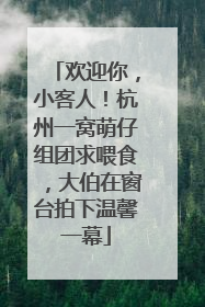 欢迎你，小客人！杭州一窝萌仔组团求喂食，大伯在窗台拍下温馨一幕