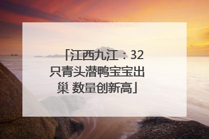 江西九江：32只青头潜鸭宝宝出巢 数量创新高