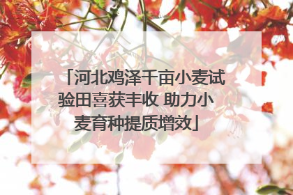 河北鸡泽千亩小麦试验田喜获丰收 助力小麦育种提质增效