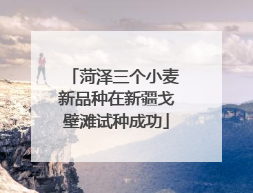 菏泽三个小麦新品种在新疆戈壁滩试种成功