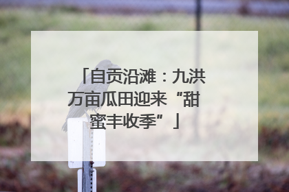 自贡沿滩：九洪万亩瓜田迎来“甜蜜丰收季”