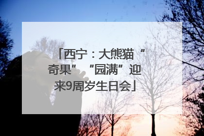 西宁：大熊猫“奇果”“园满”迎来9周岁生日会