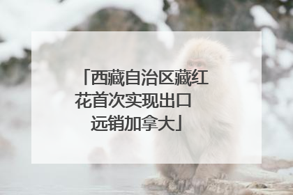 西藏自治区藏红花首次实现出口 远销加拿大