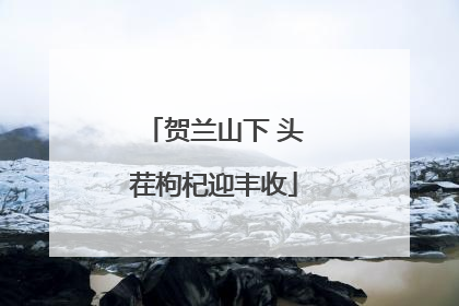 贺兰山下 头茬枸杞迎丰收