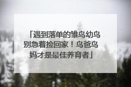 遇到落单的雏鸟幼鸟别急着捡回家！鸟爸鸟妈才是最佳养育者