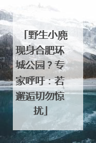 野生小麂现身合肥环城公园？专家呼吁：若邂逅切勿惊扰
