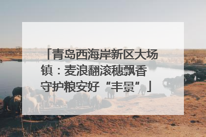 青岛西海岸新区大场镇：麦浪翻滚穗飘香 守护粮安好“丰景”