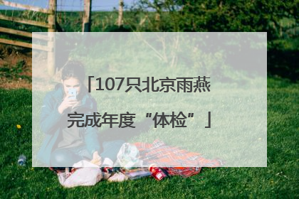 107只北京雨燕完成年度“体检”