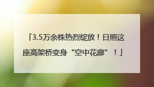 3.5万余株热烈绽放！日照这座高架桥变身“空中花廊”！